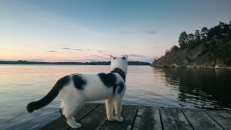 cat watching sunset