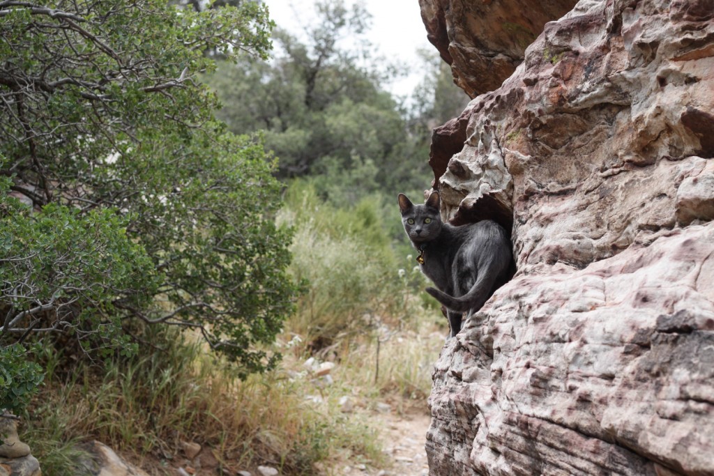 Shade the cat climbing