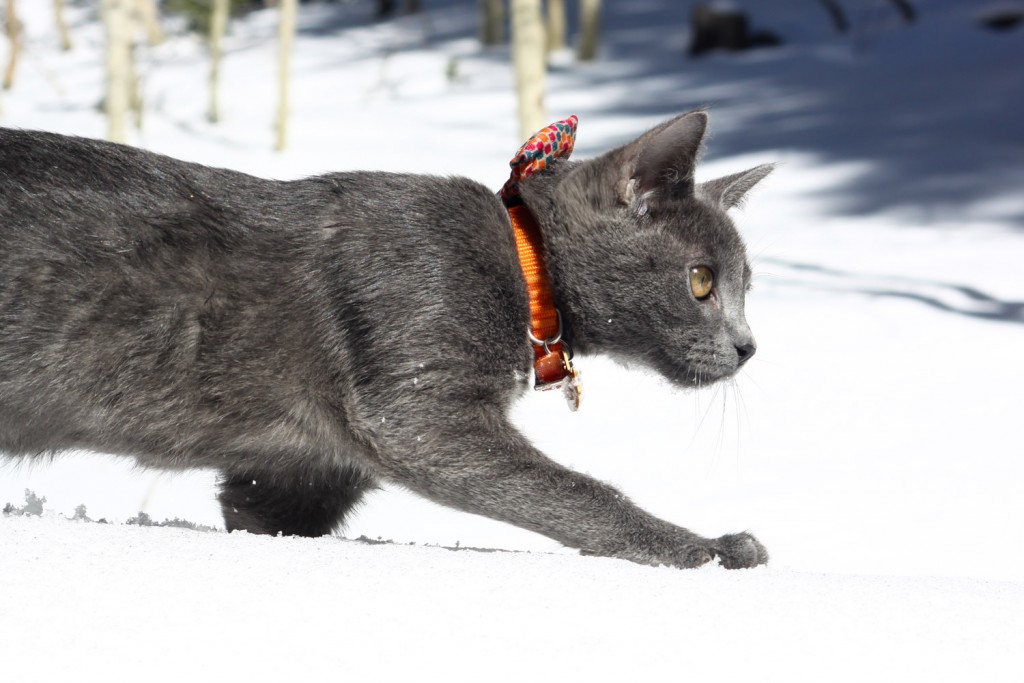 Shade the cat in snow