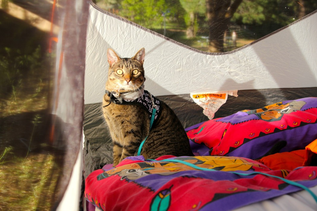 Emma Deans the cat in a tent