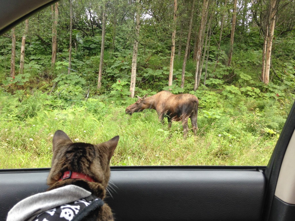 cat looking at moose