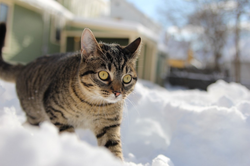 alaska-adventure-cat (5 of 46)