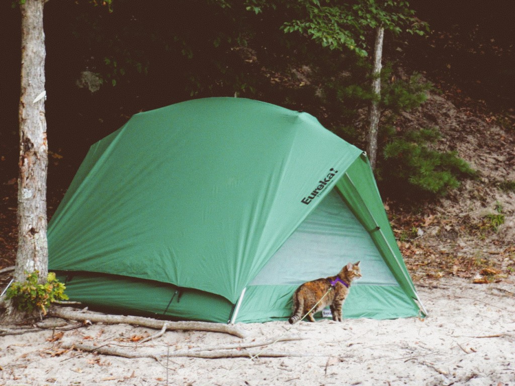 cat beside tent at campsite