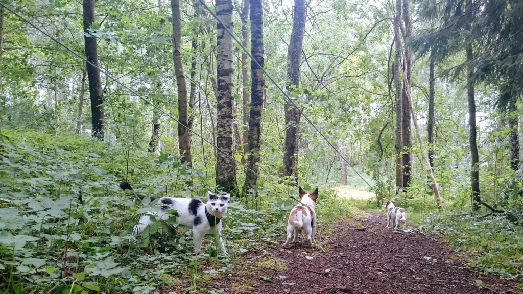 cat walking with dogs