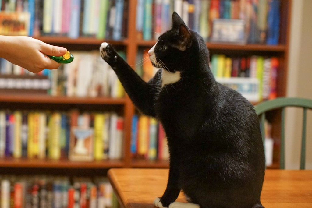 clicker training a cat