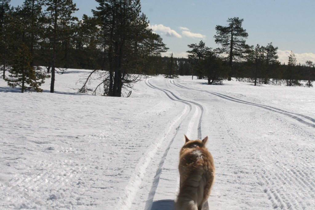 Jesper Adventure Cats (2 of 9)