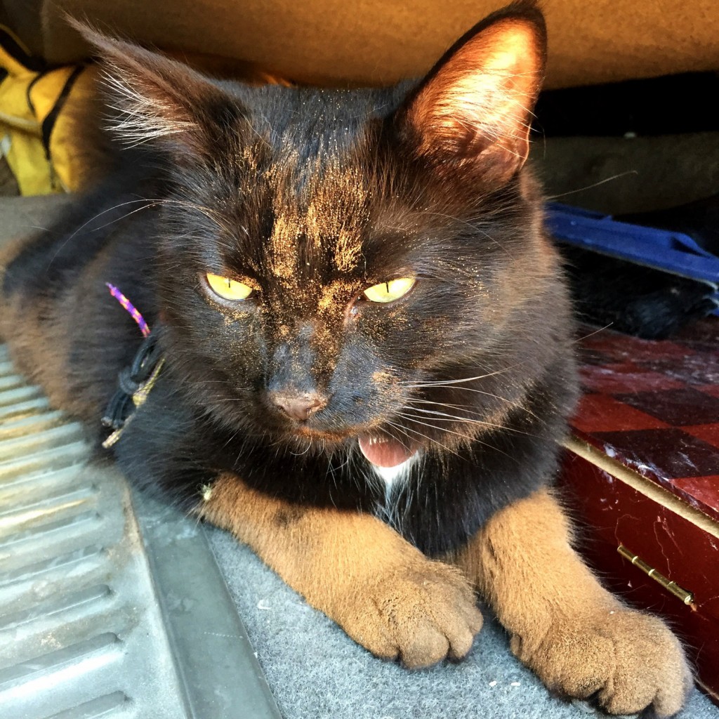 Millie climbing cat with dirty face