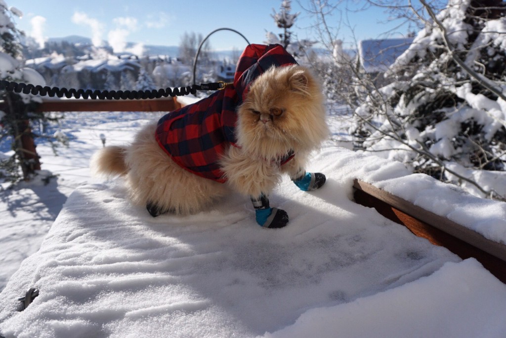 Floyd the lion in snow