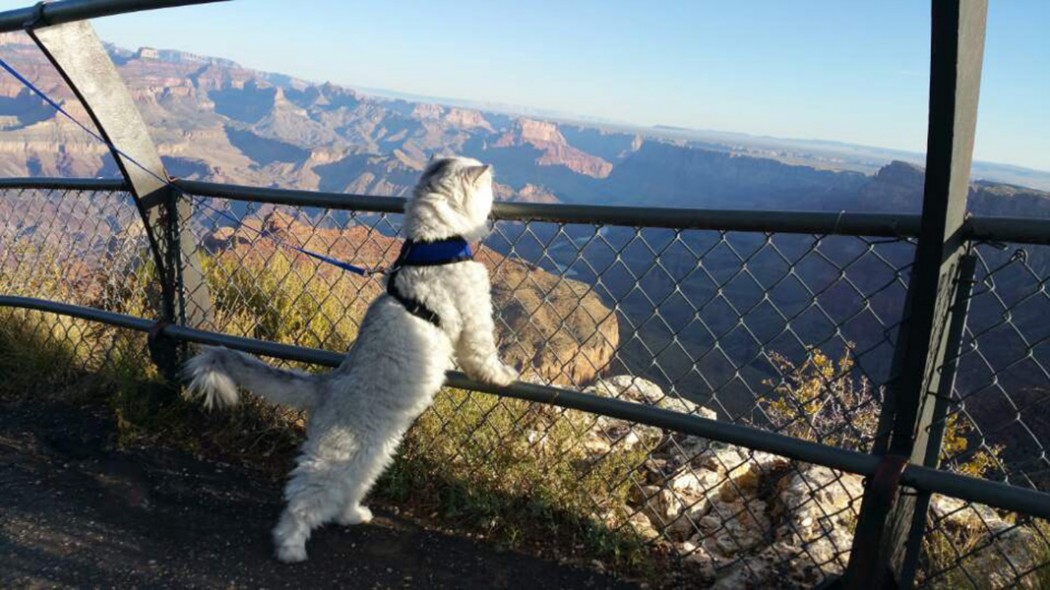 cat overlooking Grandy Canyon