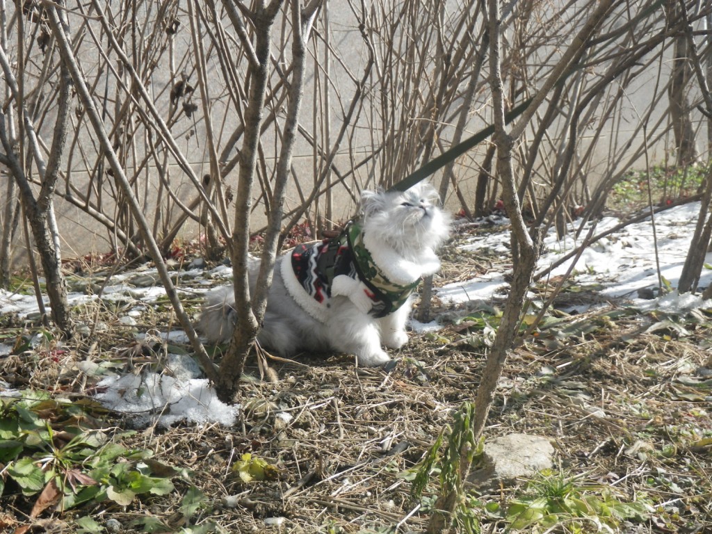 happy cat on leash