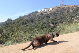 cat hiking by Hollywood sign