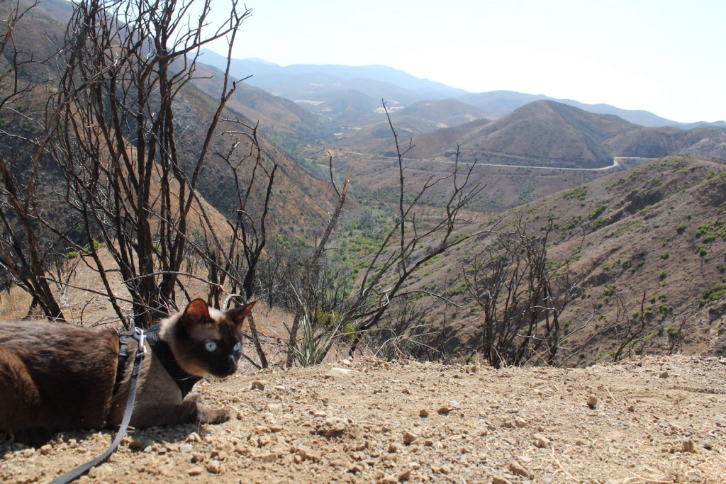 cat in California mountains