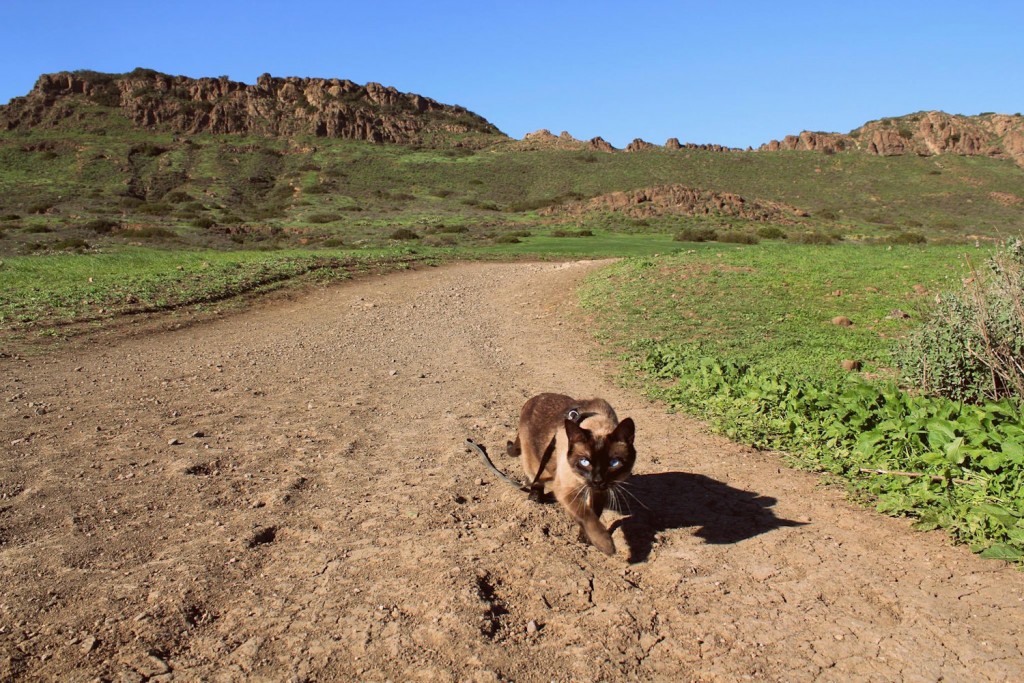 cat hiking in California