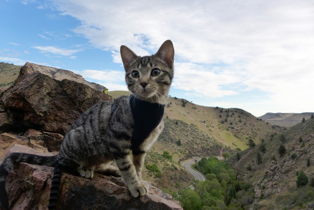 Waffles the adventure cat