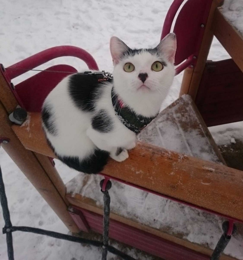 Yuki cat in snow