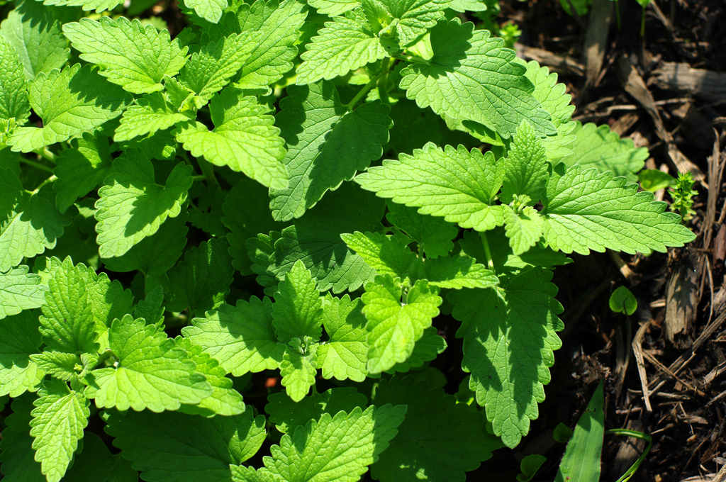 catnip plant.