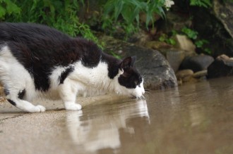 cat drinking from lake