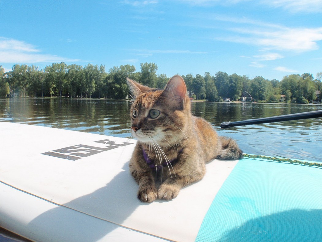 Cat relaxes on float in water