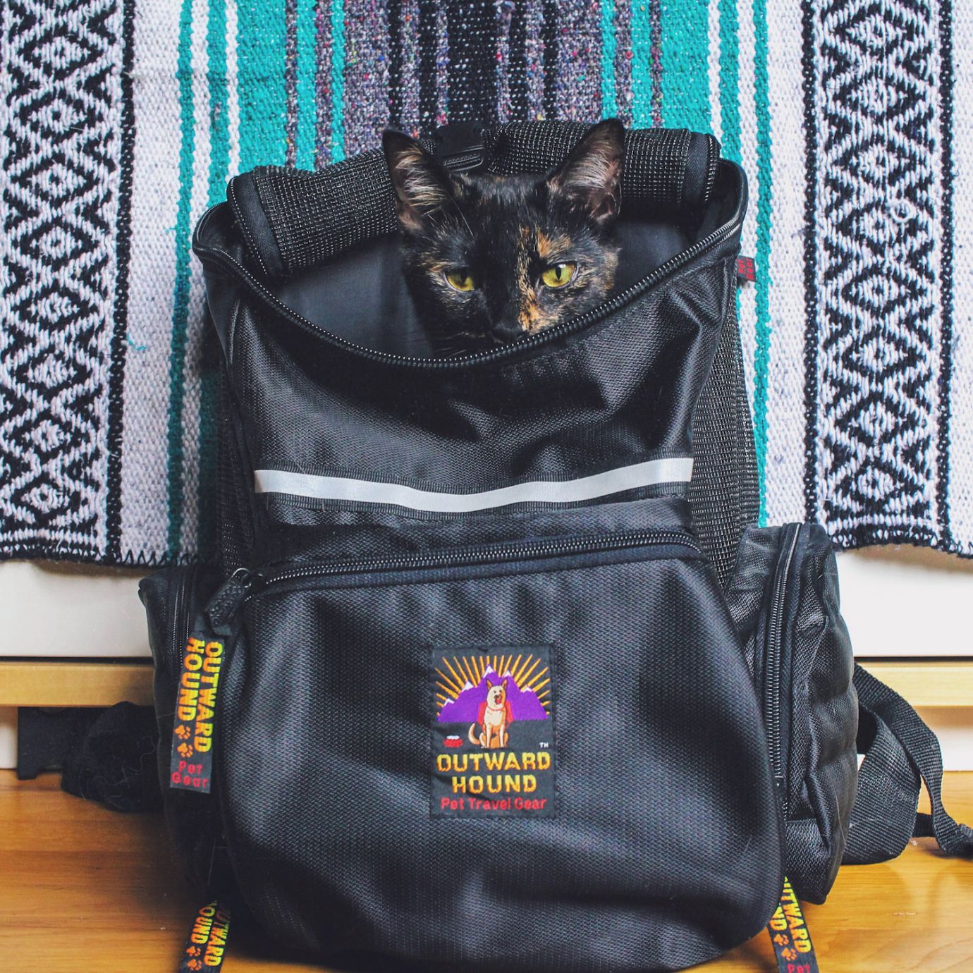 What backpacks are best for cats? Adventure Cats