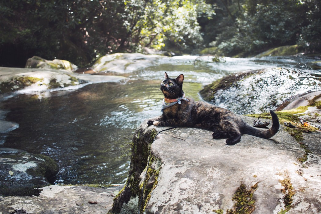 cat relaxing beside river