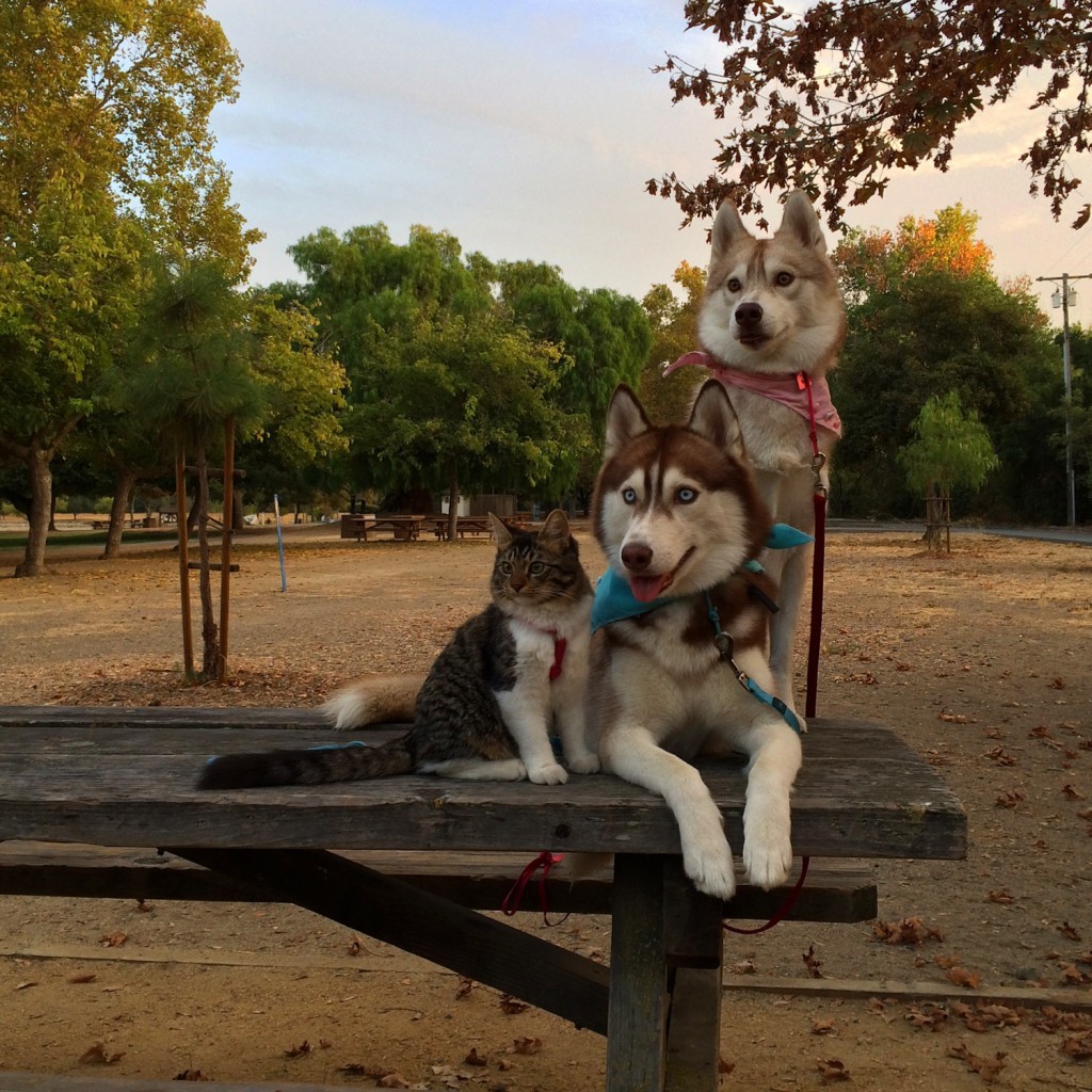 cat with two huskies