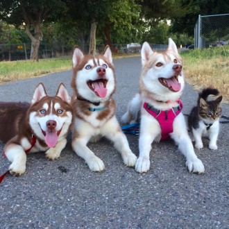 Rosie the kitten with husky pals