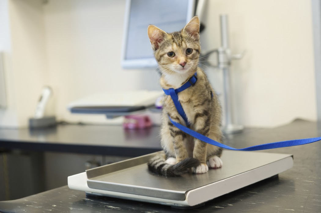 kitten wearing leash at vet