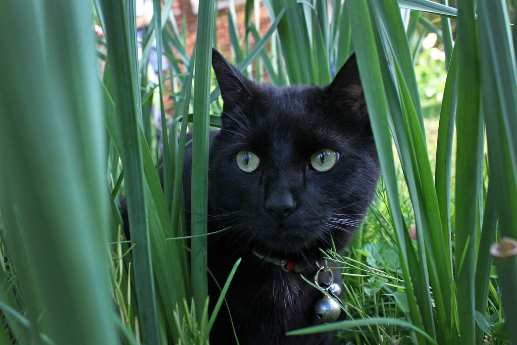 cat hiding in grass