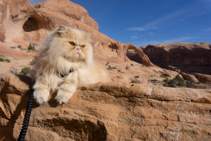Floyd the lion Persian cat