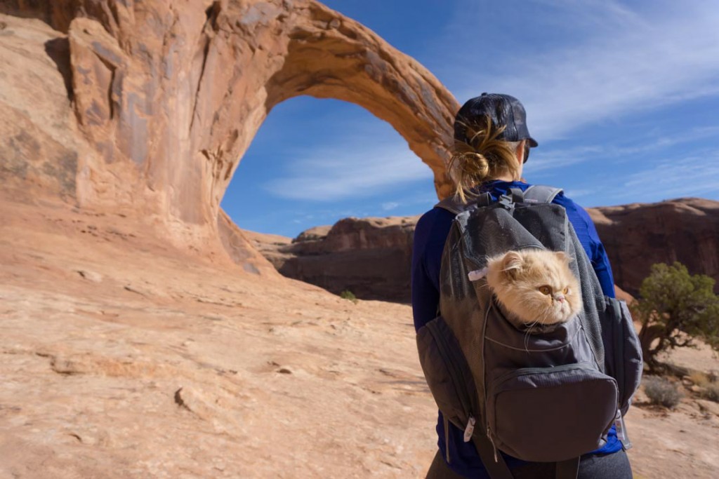 cat in backpack in desert