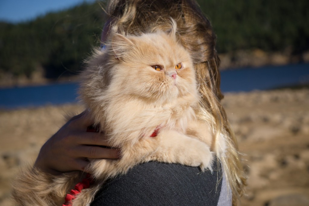 woman hugging cat