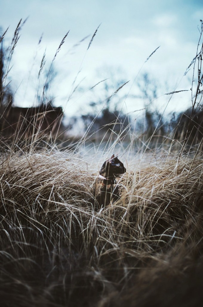 adventure cat in field