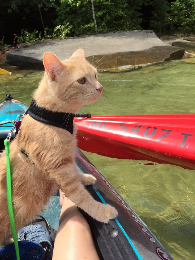 cat riding in kayak