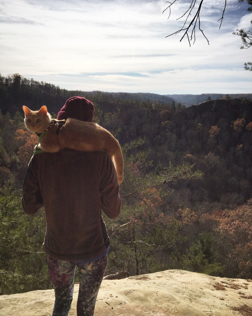 cat riding on hiker's shoulders