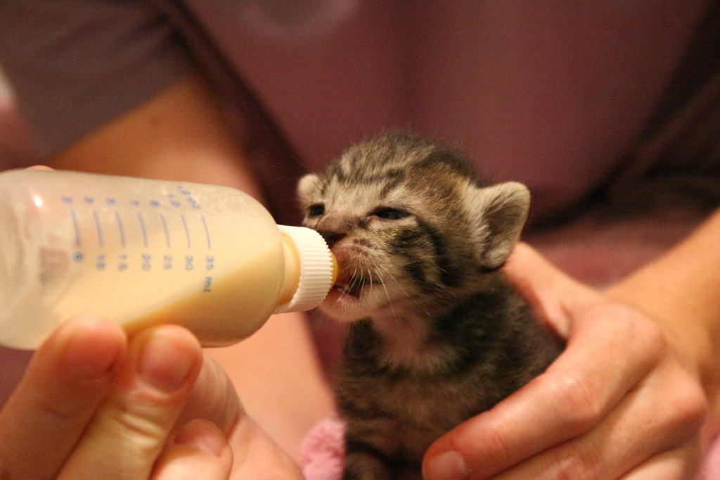Kittens must be bottle-fed every two to four hours. (Photo: kellinahandbasket/flickr)