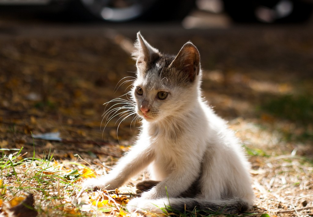 feral kitten