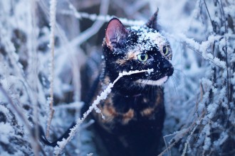 Kate the adventure cat in snow