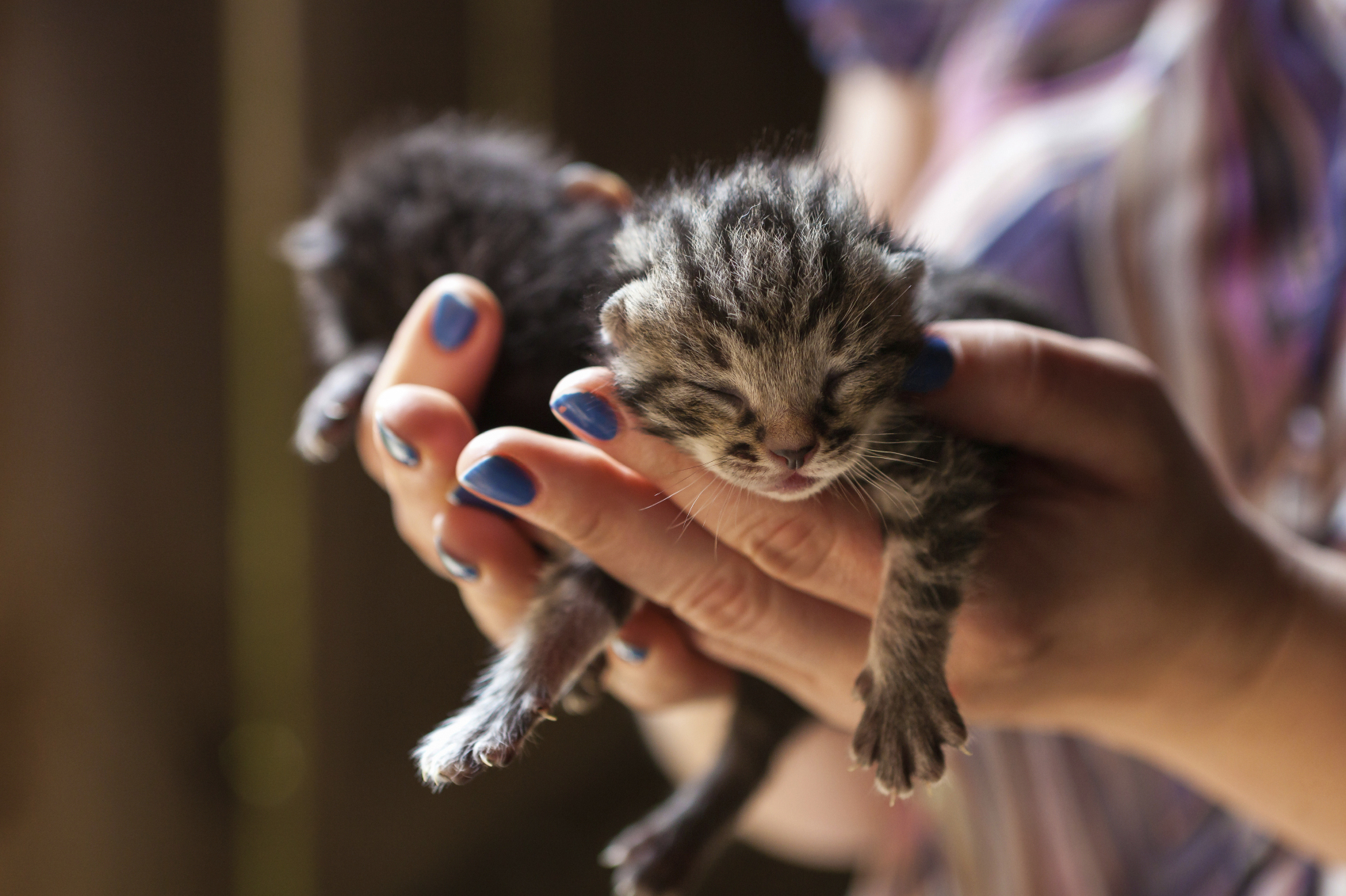 2 day old kitten care