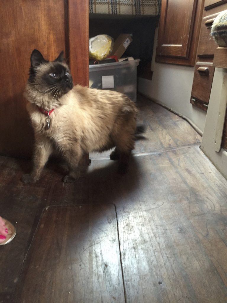 Cat explores boat cabin