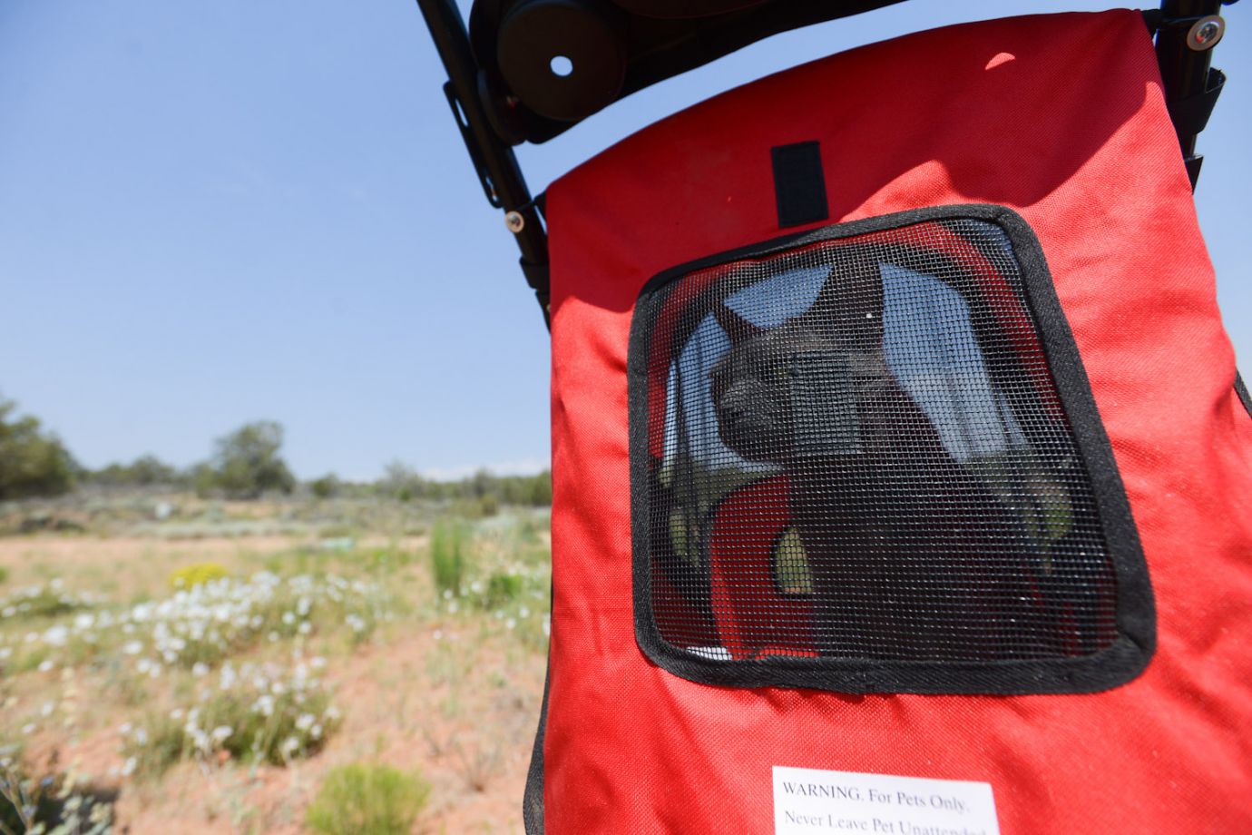 Take a shelter cat for a hike in Utah Adventure Cats