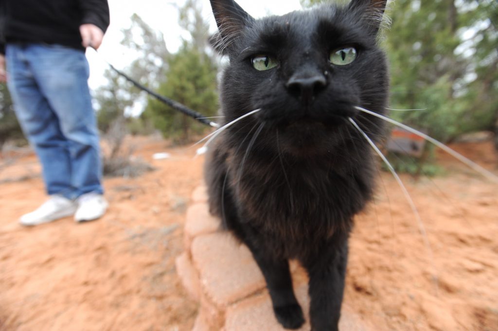 black cat walking on leash