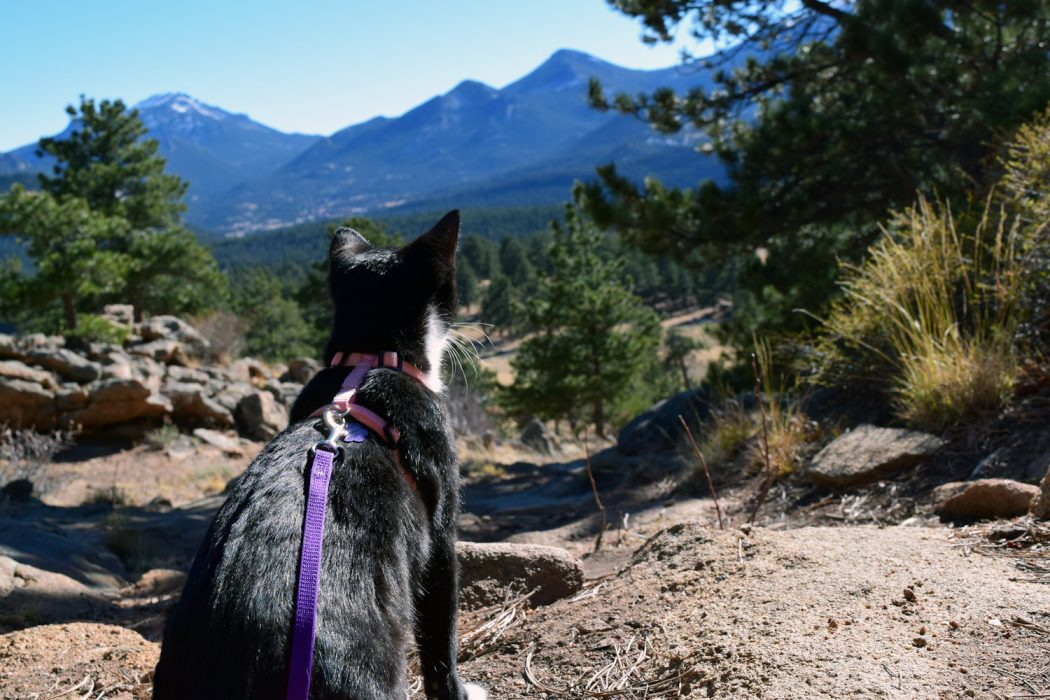 cat hiking in Colorado mountains