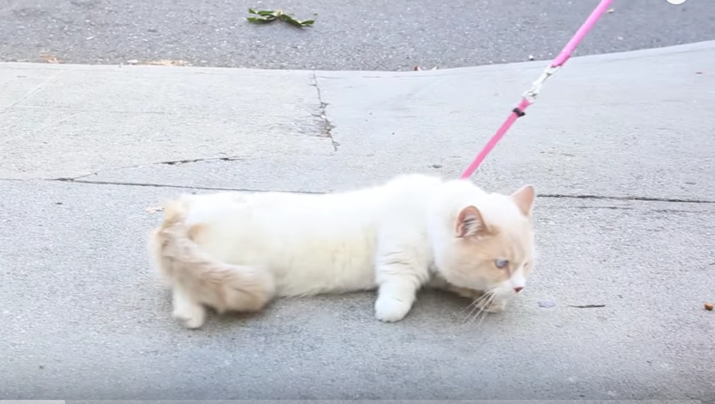 Cat being dragged on a leash