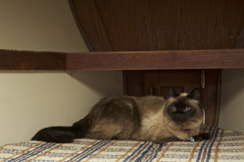 Cat inside boat in sleeping quarter