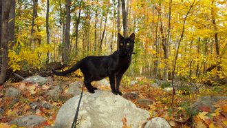 Sirius Black Cat perches on a rock in the woods