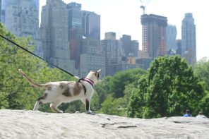 cat hiking in Central Park