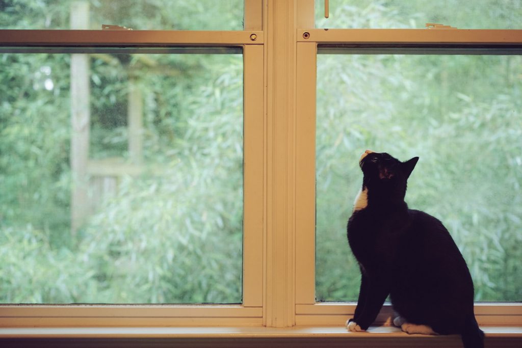 cat looking out the window