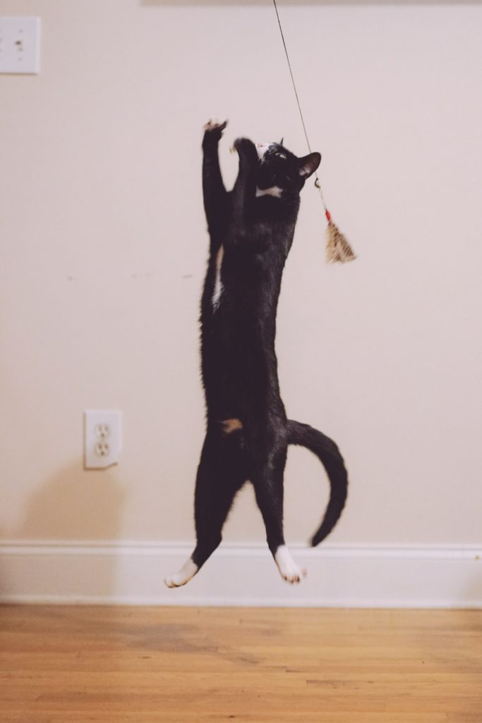 cat playing with feather wand toy