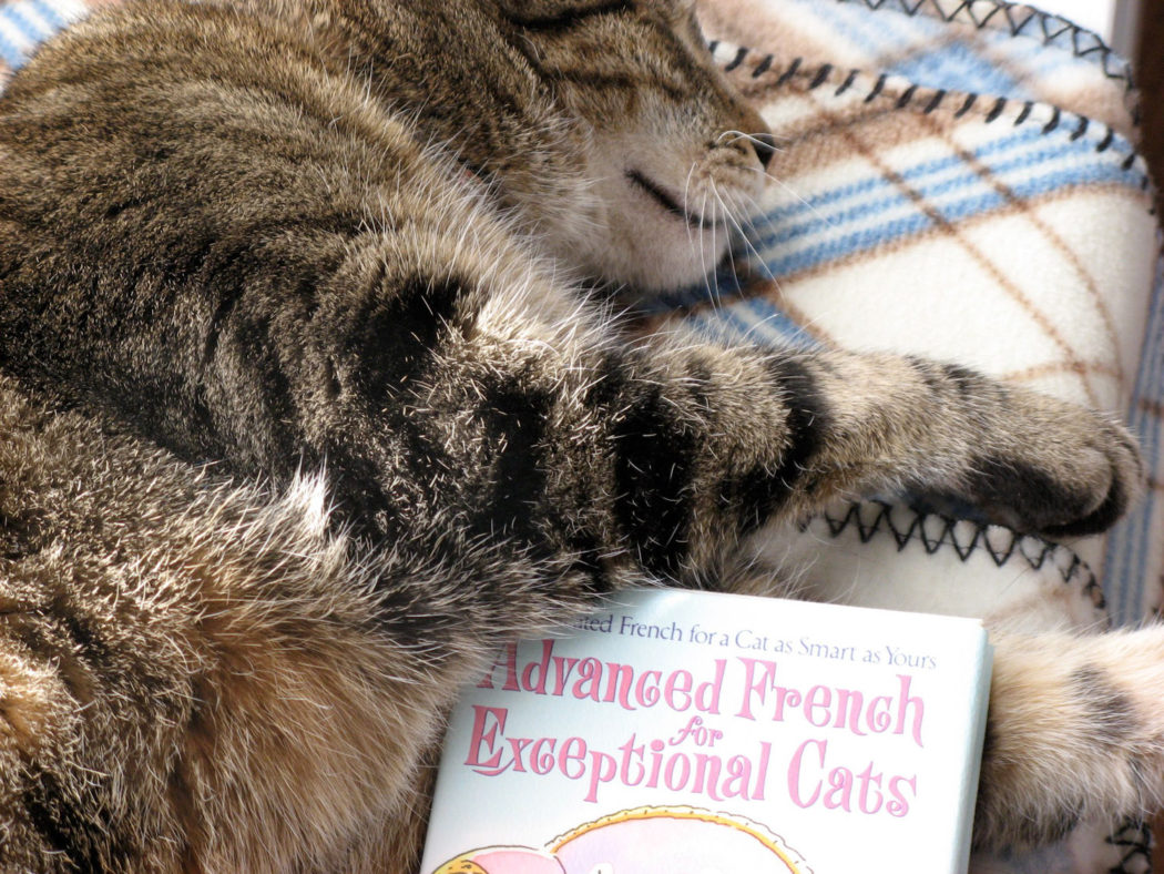 Toff the cat napping with book