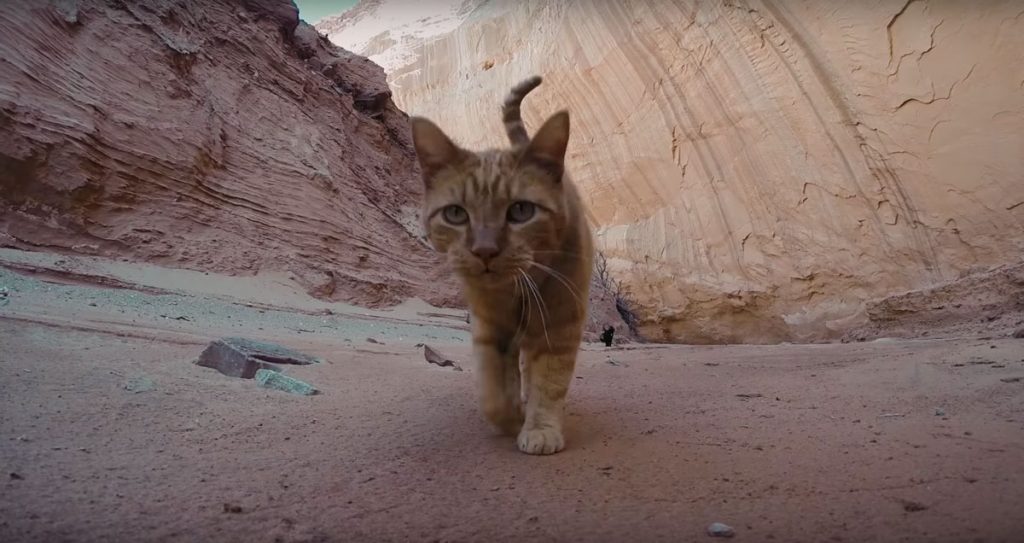 canyon-kitty-adventure-03